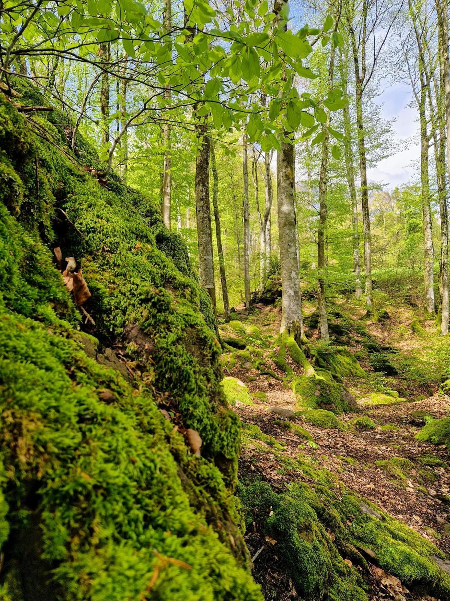 Willa Diese Einfache Unterkunft- Bergheimat Ist Nur Fuer Backpacker- Rucksacktouristen Und Radfahrer - Huettenfeeling Im Backpackerhoues- Ganz Einfach - Ganz Unkompliziert - Ganz Relaxd Linthal Zewnętrze zdjęcie